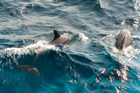 2010-11-20 Delfin Unterwasser